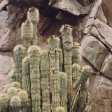 Trichocereus bertramianus (ex Helianthocereus) Cactus Bolivia J.Ramirez